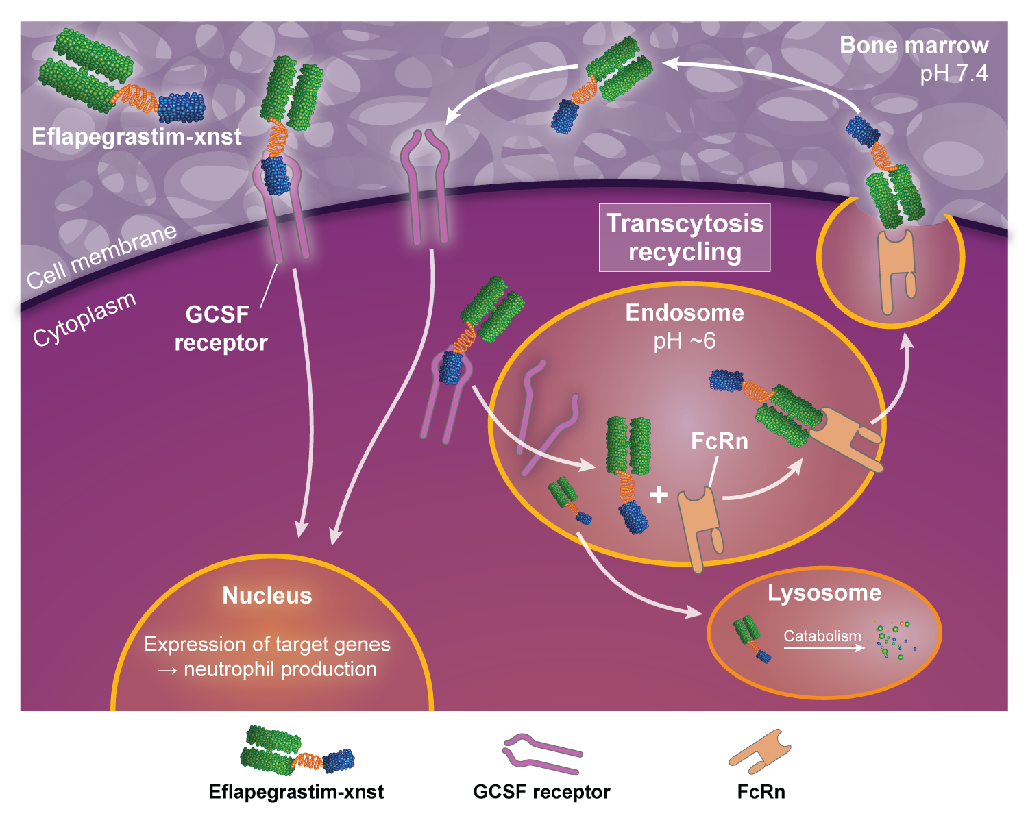 ROLVEDON eflapegrastim xnst Mechanism Of Action Video